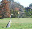 There are plenty of birds and alligators on the Hills course at Palmetto Dunes Resort.