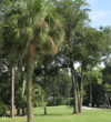 These trees stand in the way of any corner-cutting on the dogleg third hole on the Fazio course at Palmetto Dunes Oceanfront Resort.