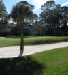 If being in the bunker off the 16th green at Harbour Town Golf Links isn't enough, you might have to circumvent a palm tree.