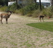 On Ocean Point Golf Links' 12th hole, I had to wait for deer to cross before teeing off. Deer are ubiquitous on Fripp Island.