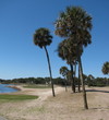 Your first tee shot at Fripp Island's Ocean Point Golf Links needs to navigate palms on the right, water on the left.