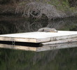 Naturalists constructed rafts to float next to the 17th hole at Old Tabby Links on Spring Island, S.C., so the alligators wouldn't block the cart path.