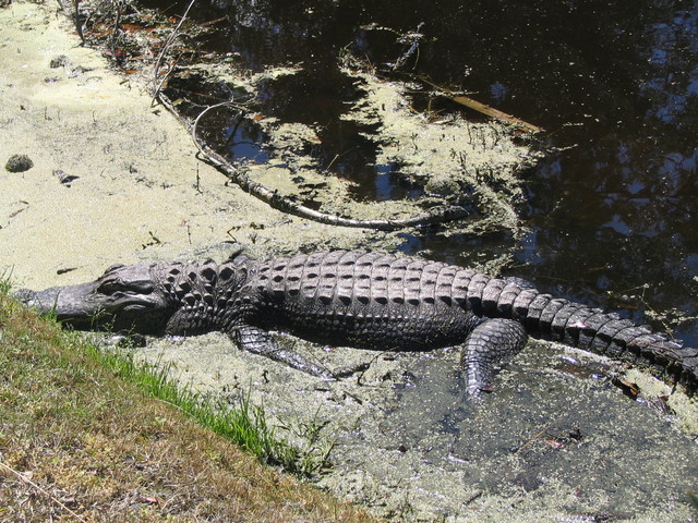 Shipyard Golf Club - gator