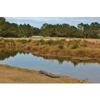 An alligator enjoys the peaceful natural setting of the Oldfield Golf Club in Okatie, S.C. 
