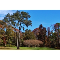 A series of trees block the left side of the 16th green at Hilton Head National Golf Club in Bluffton, S.C.