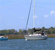 Hilton Head - Dolphins