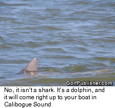 Hilton Head - Dolphin