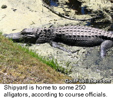 Shipyard Golf Club at Hilton Head